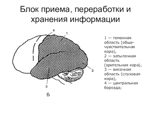 Блок приема, переработки и хранения информации 1 — теменная область