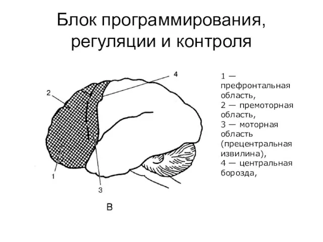 Блок программирования, регуляции и контроля 1 — префронтальная область, 2