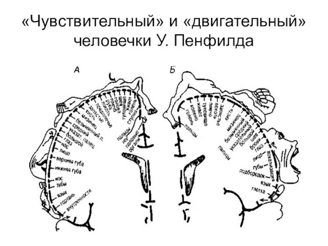 «Чувствительный» и «двигательный» человечки У. Пенфилда