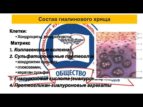 Состав гиалинового хряща Клетки: Хондроциты, хондробласты, Матрикс 1. Коллагеновые волокна