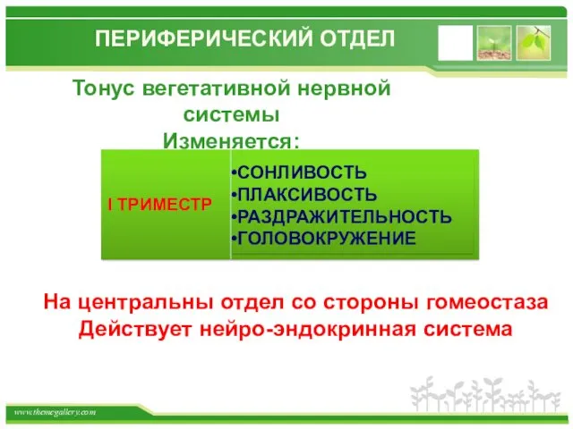 ПЕРИФЕРИЧЕСКИЙ ОТДЕЛ Тонус вегетативной нервной системы Изменяется: I ТРИМЕСТР СОНЛИВОСТЬ