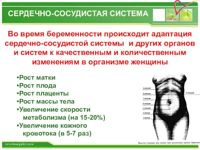 СЕРДЕЧНО-СОСУДИСТАЯ СИСТЕМА Во время беременности происходит адаптация сердечно-сосудистой системы и