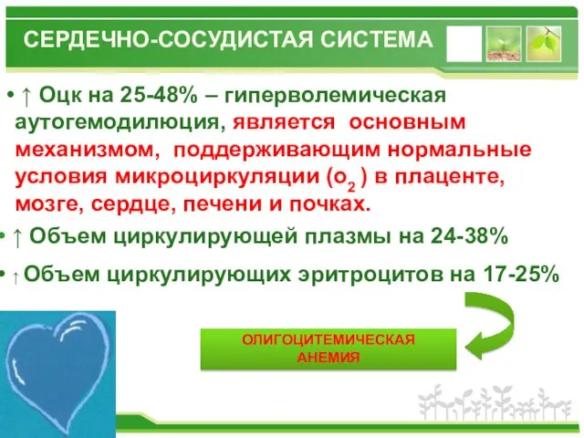 СЕРДЕЧНО-СОСУДИСТАЯ СИСТЕМА ↑ Оцк на 25-48% – гиперволемическая аутогемодилюция, является основным механизмом, поддерживающим