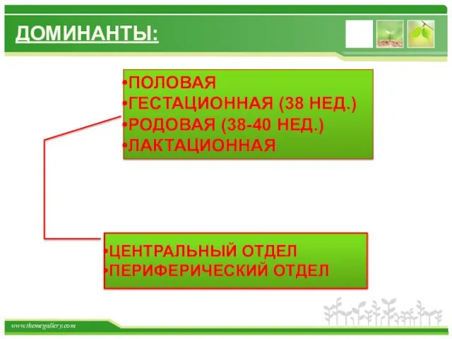 ДОМИНАНТЫ: ПОЛОВАЯ ГЕСТАЦИОННАЯ (38 НЕД.) РОДОВАЯ (38-40 НЕД.) ЛАКТАЦИОННАЯ ЦЕНТРАЛЬНЫЙ ОТДЕЛ ПЕРИФЕРИЧЕСКИЙ ОТДЕЛ