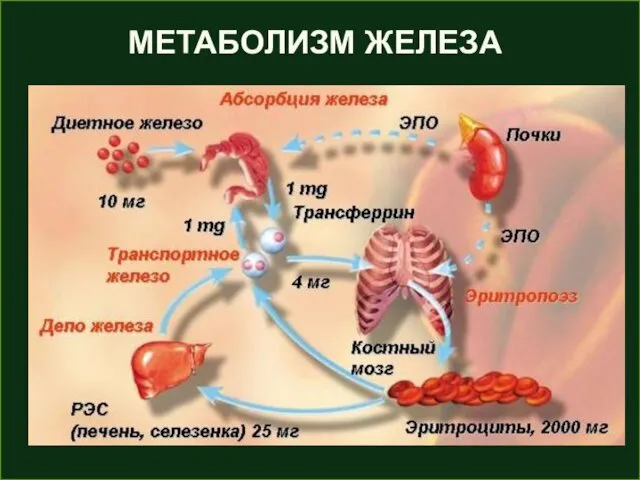 МЕТАБОЛИЗМ ЖЕЛЕЗА