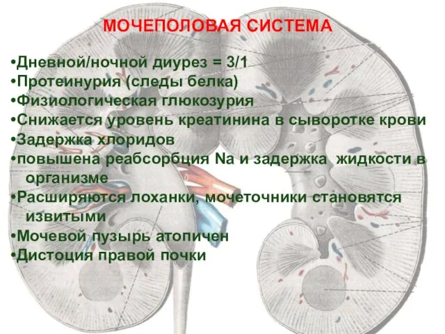 МОЧЕПОЛОВАЯ СИСТЕМА Дневной/ночной диурез = 3/1 Протеинурия (следы белка) Физиологическая