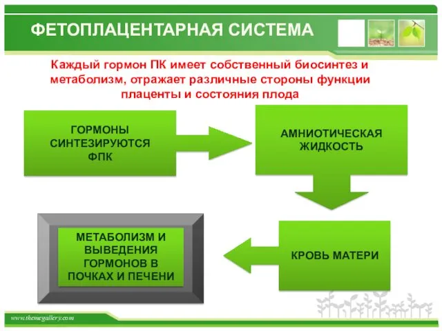 Каждый гормон ПК имеет собственный биосинтез и метаболизм, отражает различные