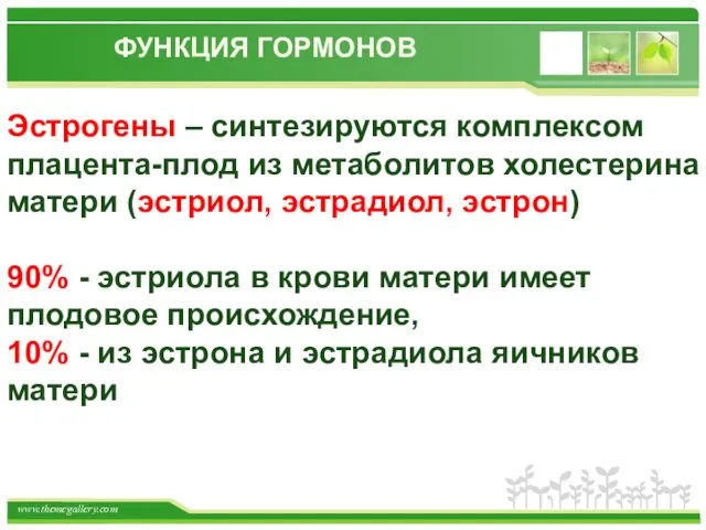 ФУНКЦИЯ ГОРМОНОВ Эстрогены – синтезируются комплексом плацента-плод из метаболитов холестерина матери (эстриол, эстрадиол,