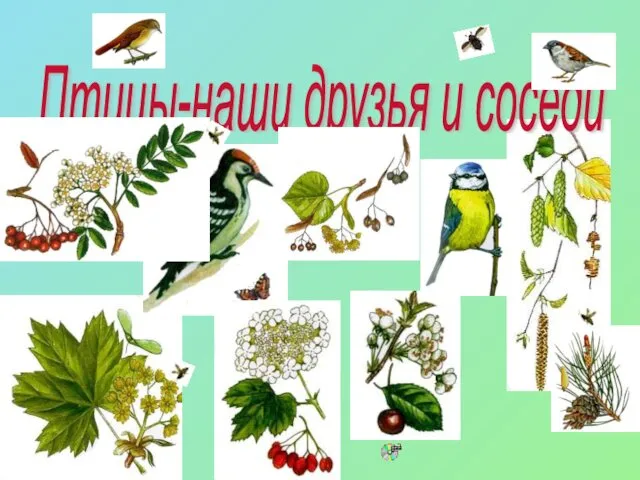 Птицы-наши друзья и соседи