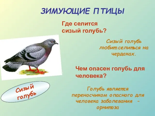 Голубь является переносчиком опасного для человека заболевания - орнитоза Сизый голубь ЗИМУЮЩИЕ ПТИЦЫ