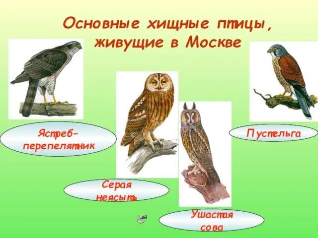 Основные хищные птицы, живущие в Москве Ястреб-перепелятник Серая неясыть Ушастая сова Пустельга