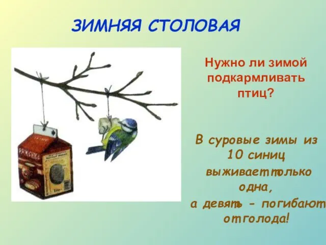 ЗИМНЯЯ СТОЛОВАЯ Нужно ли зимой подкармливать птиц? В суровые зимы из 10 синиц