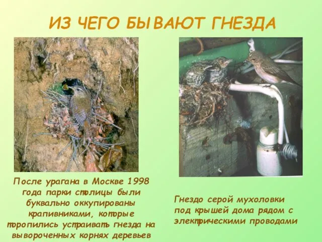 ИЗ ЧЕГО БЫВАЮТ ГНЕЗДА После урагана в Москве 1998 года