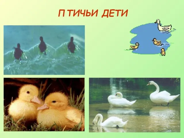 ПТИЧЬИ ДЕТИ