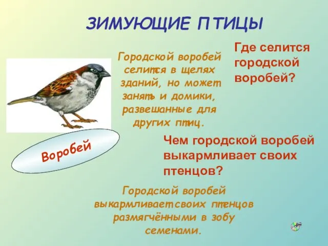 Городской воробей выкармливает своих птенцов размягчёнными в зобу семенами. ЗИМУЮЩИЕ