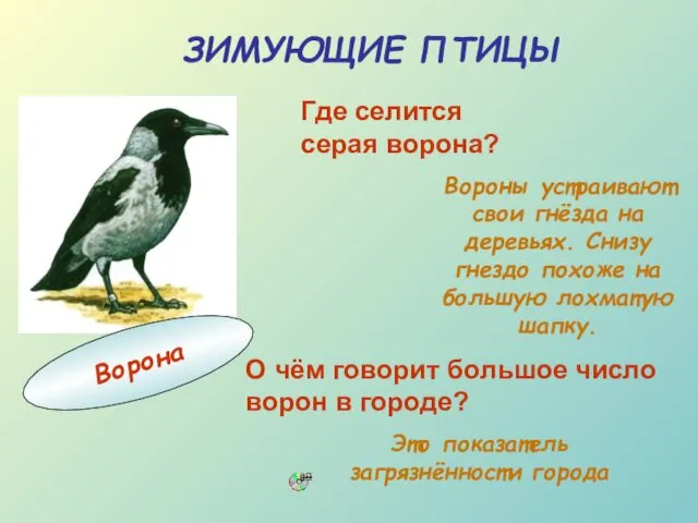 Это показатель загрязнённости города ЗИМУЮЩИЕ ПТИЦЫ Где селится серая ворона?