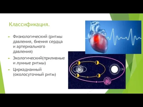 Классификация. Физиологический (ритмы давления, биения сердца и артериального давления) Экологический(приливные и лунные ритмы) Циркадианный(околосуточный ритм)