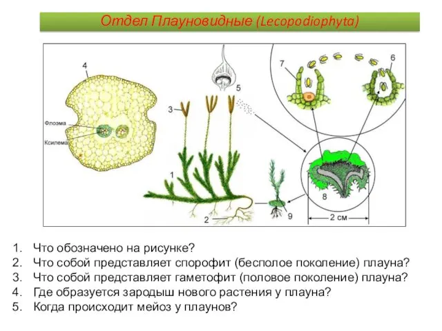 Что обозначено на рисунке? Что собой представляет спорофит (бесполое поколение)