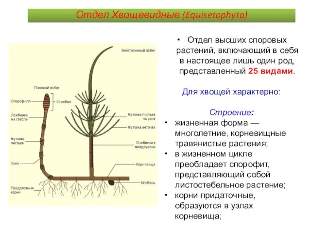 Отдел Хвощевидные (Equisetophyta) Отдел высших споровых растений, включающий в себя в настоящее лишь