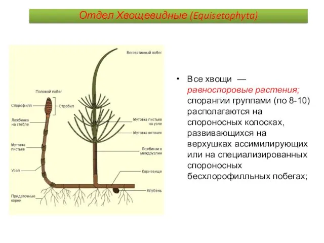 Все хвощи — равноспоровые растения; спорангии группами (по 8-10) располагаются на спороносных колосках,