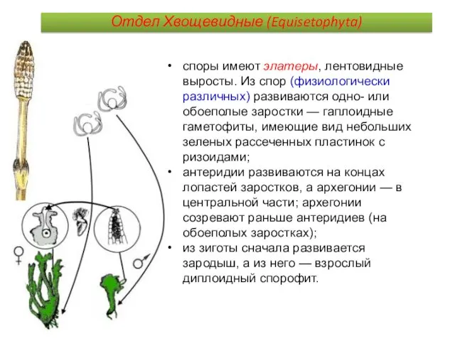 споры имеют элатеры, лентовидные выросты. Из спор (физиологически различных) развиваются