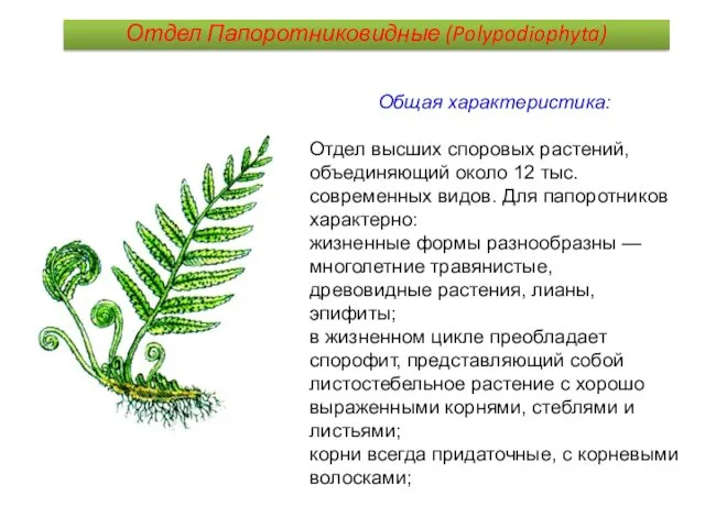 Общая характеристика: Отдел высших споровых растений, объединяющий около 12 тыс. современных видов. Для