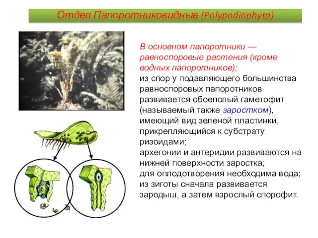 В основном папоротники — равноспоровые растения (кроме водных папоротников); из