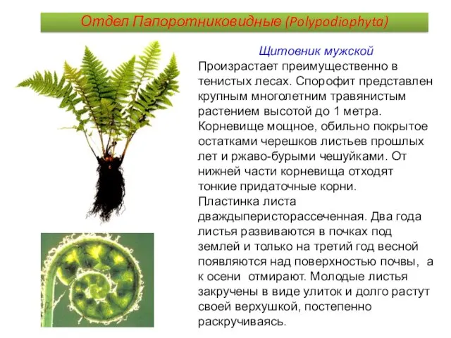 Щитовник мужской Произрастает преимущественно в тенистых лесах. Спорофит представлен крупным многолетним травянистым растением