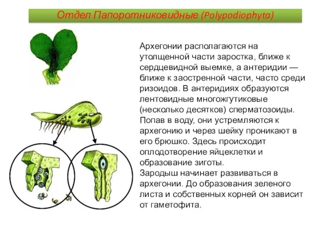 Архегонии располагаются на утолщенной части заростка, ближе к сердцевидной выемке, а антеридии —