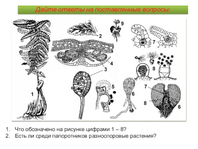 Дайте ответы на поставленные вопросы: Что обозначено на рисунке цифрами 1 – 8?