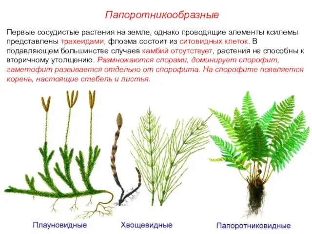 Папоротникообразные Первые сосудистые растения на земле, однако проводящие элементы ксилемы представлены трахеидами, флоэма