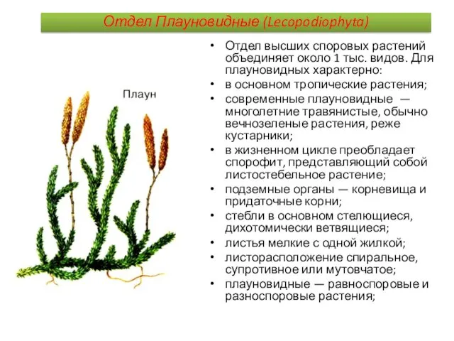 Отдел Плауновидные (Lecopodiophyta) Отдел высших споровых растений объединяет около 1 тыс. видов. Для