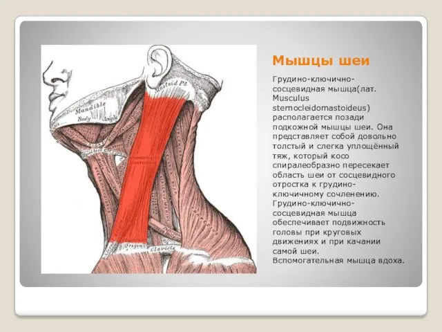 Мышцы шеи Грудино-ключично-сосцевидная мышца(лат. Musculus sternocleidomastoideus) располагается позади подкожной мышцы