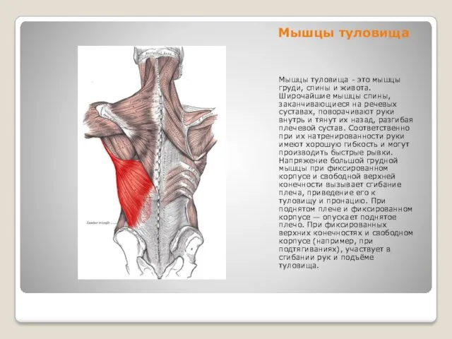 Мышцы туловища Мышцы туловища - это мышцы груди, спины и