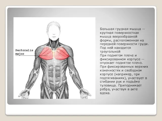 Большая грудная мышца — крупная поверхностная мышца веерообразной формы, расположенная
