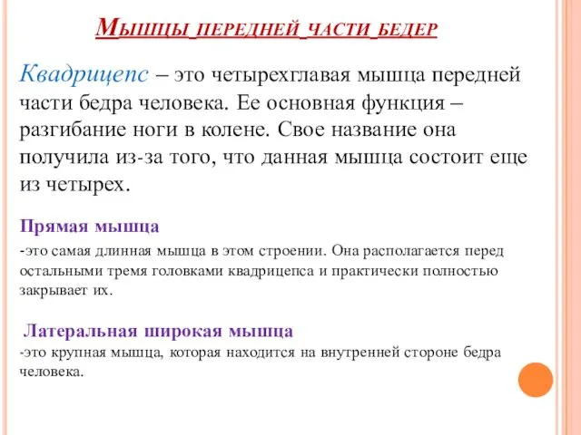 Мышцы передней части бедер Квадрицепс – это четырехглавая мышца передней