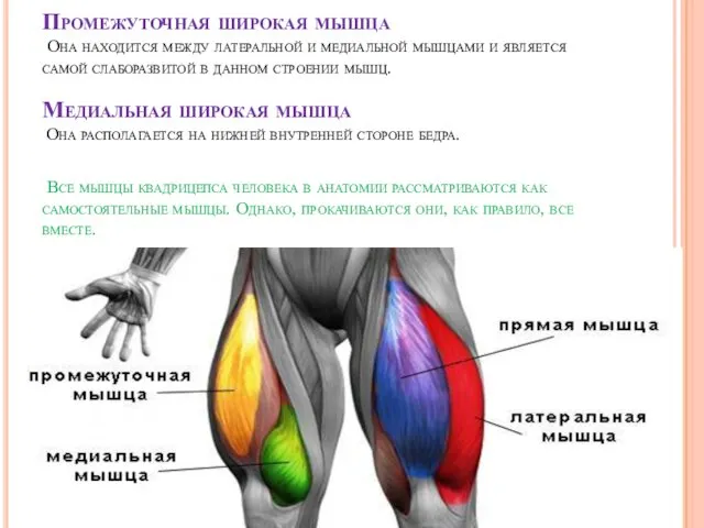 Промежуточная широкая мышца Она находится между латеральной и медиальной мышцами