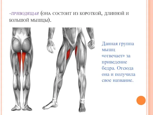 -приводящая (она состоит из короткой, длинной и большой мышцы). Данная