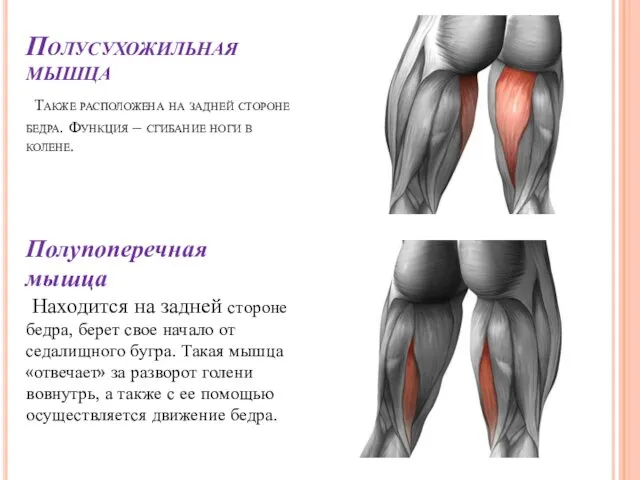 Полусухожильная мышца Также расположена на задней стороне бедра. Функция –