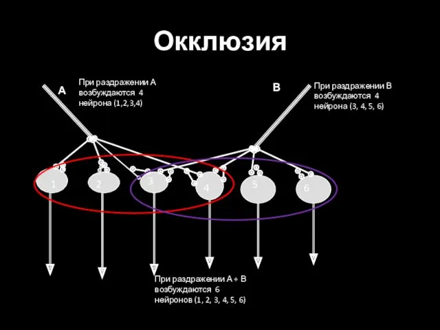 Окклюзия 1 2 3 4 5 6 А В При раздражении А возбуждаются