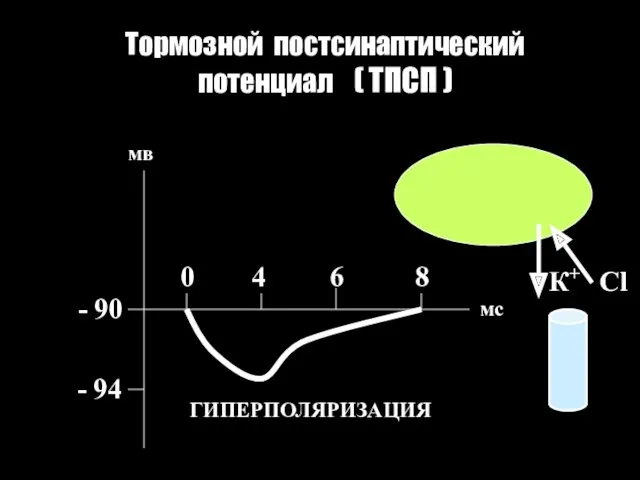 Тормозной постсинаптический потенциал ( ТПСП ) - 90 - 94