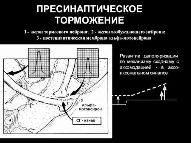 ПРЕСИНАПТИЧЕСКОЕ ТОРМОЖЕНИЕ 1 - аксон тормозного нейрона; 2 - аксон возбуждающего нейрона; 3