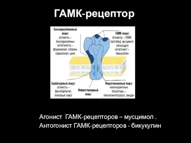 ГАМК-рецептор Агонист ГАМК-рецепторов – мусцимол . Антогонист ГАМК-рецепторов - бикукулин