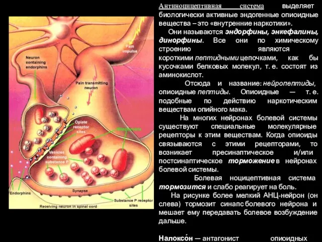 Антиноцицептивная система выделяет биологически активные эндогенные опиоидные вещества – это