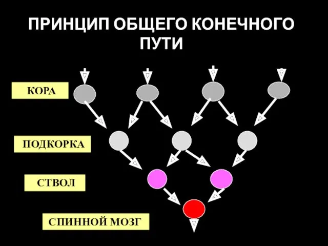 ПРИНЦИП ОБЩЕГО КОНЕЧНОГО ПУТИ КОРА ПОДКОРКА СТВОЛ СПИННОЙ МОЗГ