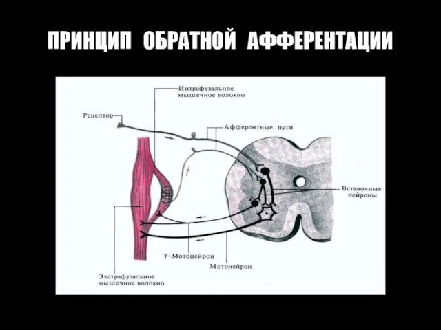 ПРИНЦИП ОБРАТНОЙ АФФЕРЕНТАЦИИ