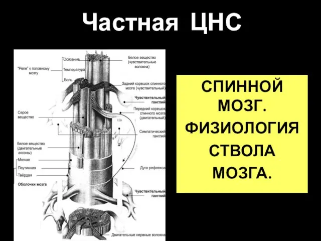 Частная ЦНС СПИННОЙ МОЗГ. ФИЗИОЛОГИЯ СТВОЛА МОЗГА.