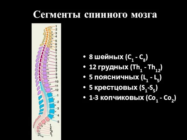 Сегменты спинного мозга 8 шейных (C1 - C8) 12 грудных (Th1 - Th12)