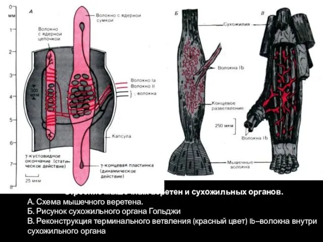 Строение мышечных веретен и сухожильных органов. А. Схема мышечного веретена. Б. Рисунок сухожильного