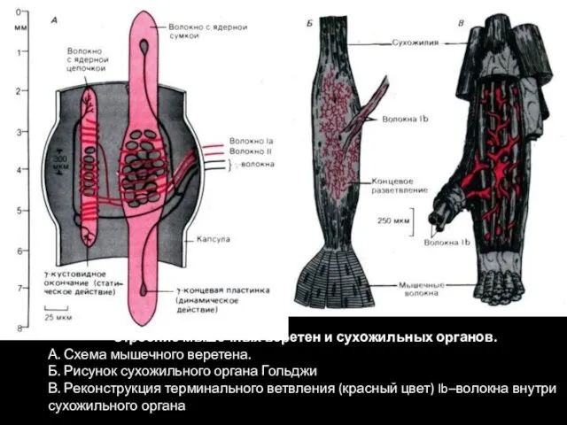 Строение мышечных веретен и сухожильных органов. А. Схема мышечного веретена.